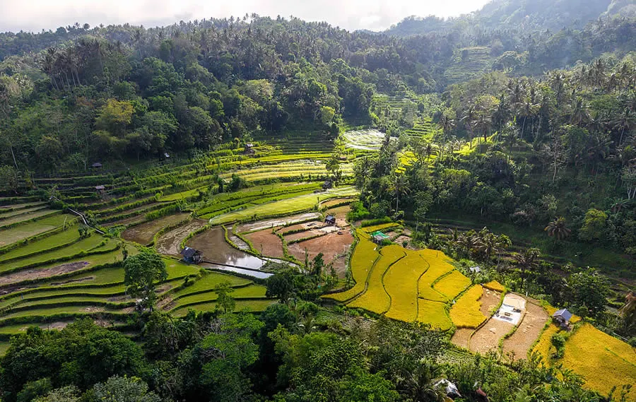 Tri Hita Karana, Bali's original development framework, rice fields terraces